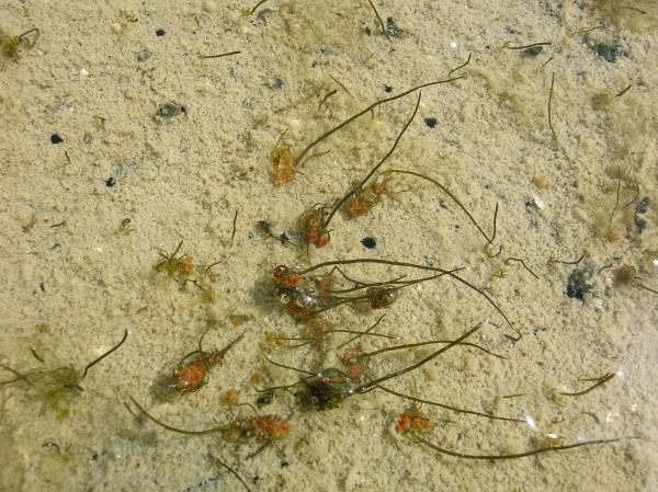 Tolypella Salina